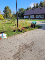 drzewka_001.   